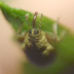 Lignyodes suturatus