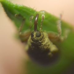 Lignyodes suturatus
