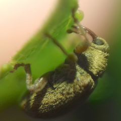 Lignyodes suturatus
