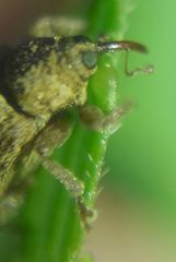 Lignyodes suturatus