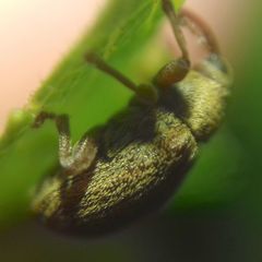 Lignyodes suturatus