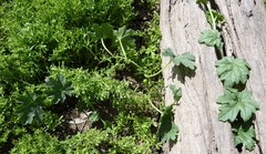 Austrobryonia micrantha
