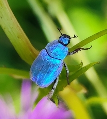 Hoplia coerulea