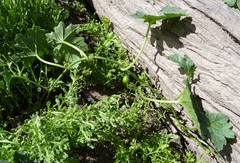 Austrobryonia micrantha