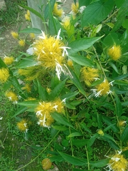 Schaueria calytricha