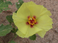 Cienfuegosia hispida