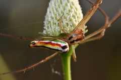 Leucauge levanderi