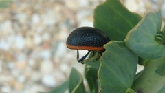 Chrysolina rossia