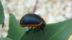 Chrysolina rossia