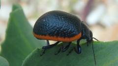 Chrysolina rossia