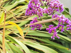 Tenodera australasiae