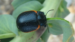 Chrysolina rossia