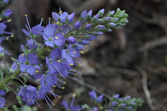 Veronica schmidtiana