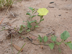 Cienfuegosia hispida