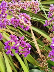 Tenodera australasiae