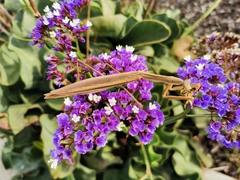 Tenodera australasiae