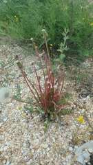 Taraxacum erythrospermum