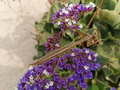 Tenodera australasiae