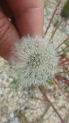 Taraxacum erythrospermum