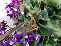 Tenodera australasiae