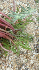 Taraxacum erythrospermum