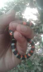 Scolecophis atrocinctus