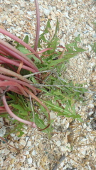Taraxacum erythrospermum