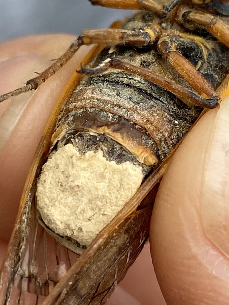 Cicada Fungi