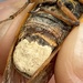 Cicada Fungi - Photo (c) Izabella Farr, some rights reserved (CC BY-NC), uploaded by Izabella Farr