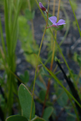 Indigofera sarmentosa