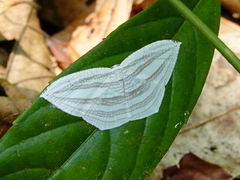Acropteris leptaliata