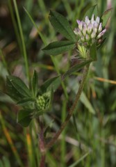 Trifolium squamosum