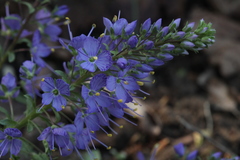 Veronica schmidtiana