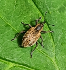 Hypera conmaculata