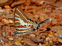 Graphium aristeus