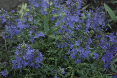 Veronica schmidtiana