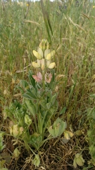 Lupinus gredensis