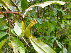 Nepenthes khasiana
