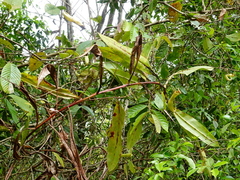Nepenthes khasiana