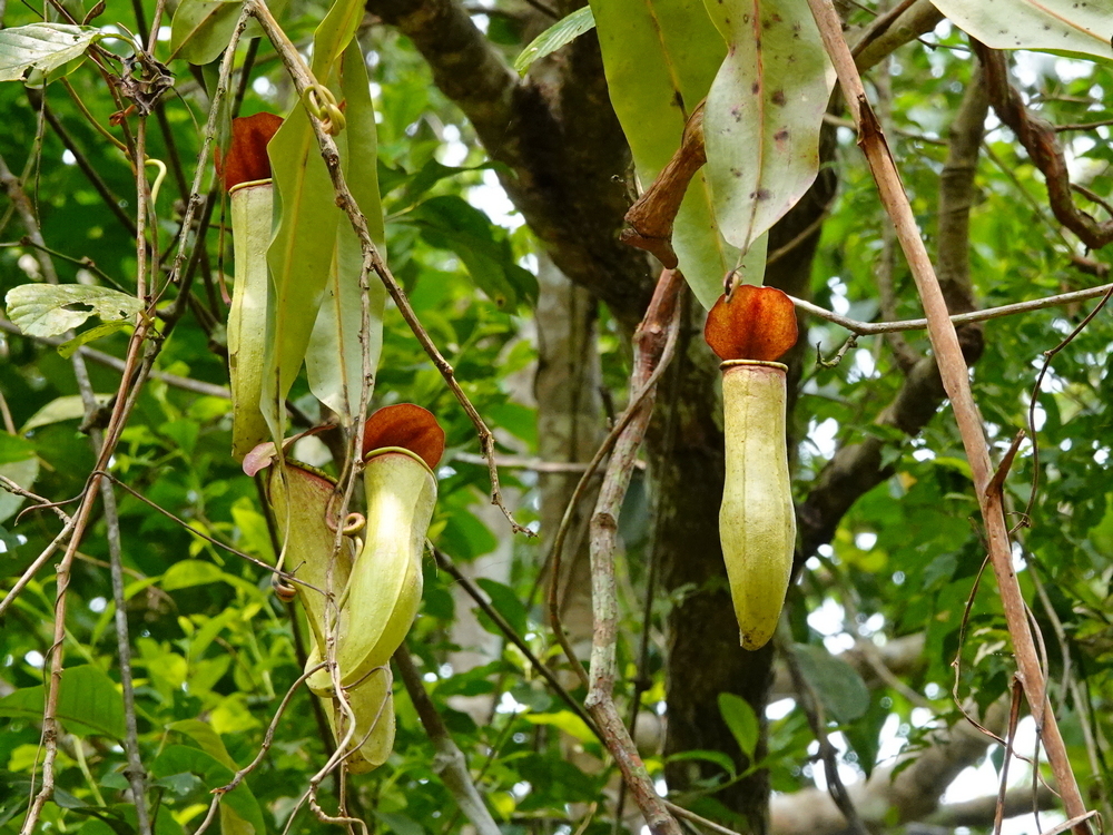 Nepenthes khasiana, India