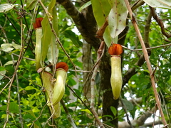Nepenthes khasiana