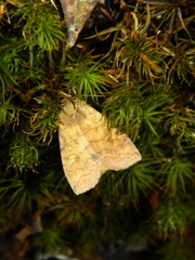Eupsilia tristigmata