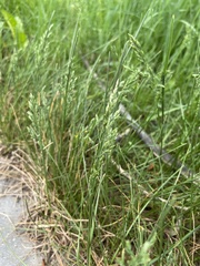 Poa pratensis