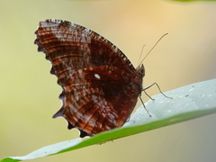 Elymnias pealii