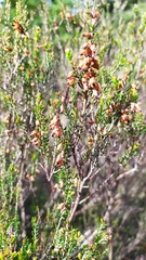 Erica erigena
