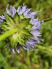 Jasione laevis