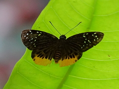 Mooreana trichoneura