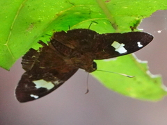 Celaenorrhinus putra