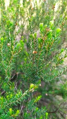 Erica erigena
