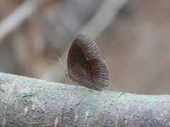 Mycalesis inopia